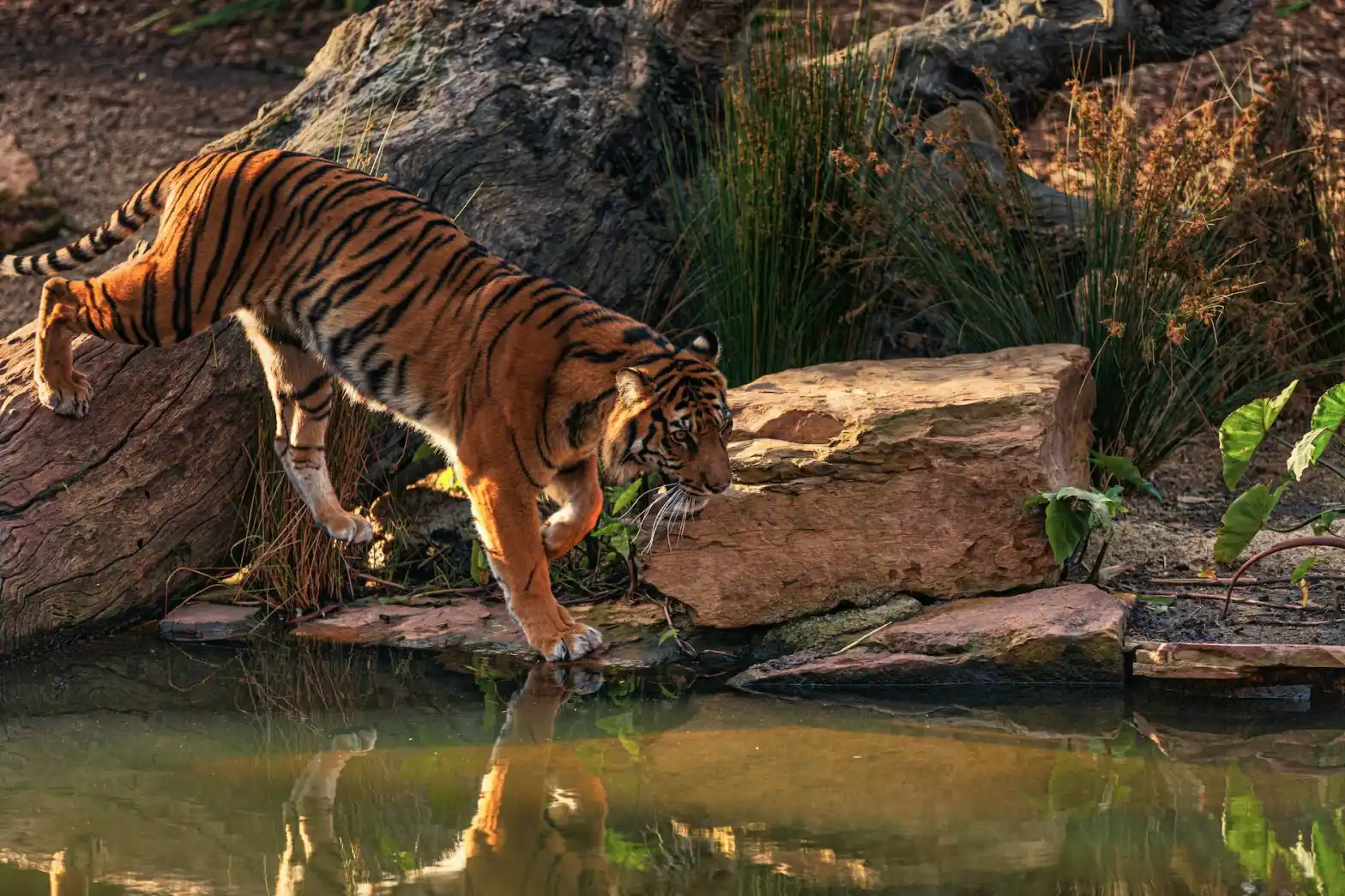 Kalakad Mundanthurai Tiger Reserve Pravin Travels 