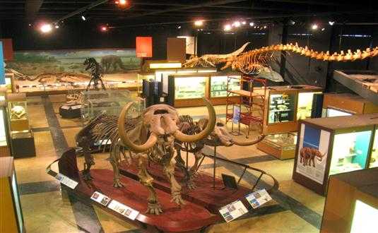  Shembaganur Museum of Natural History Pravin Travels