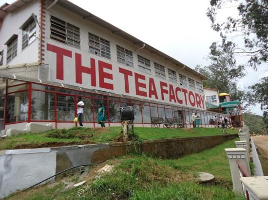 The Tea Factory & The Tea Museum Pravin Travels
